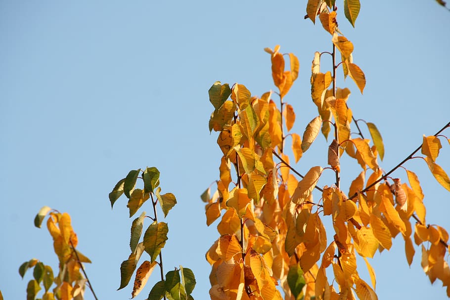 leaves, autumn, tree trees, forest, nature, colorful, fall color HD wallpaper