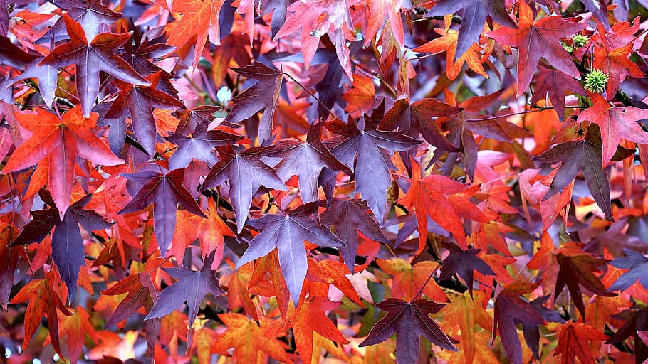 nature, plants, trees, leaves, colors, autumn, plant part, leaf HD wallpaper