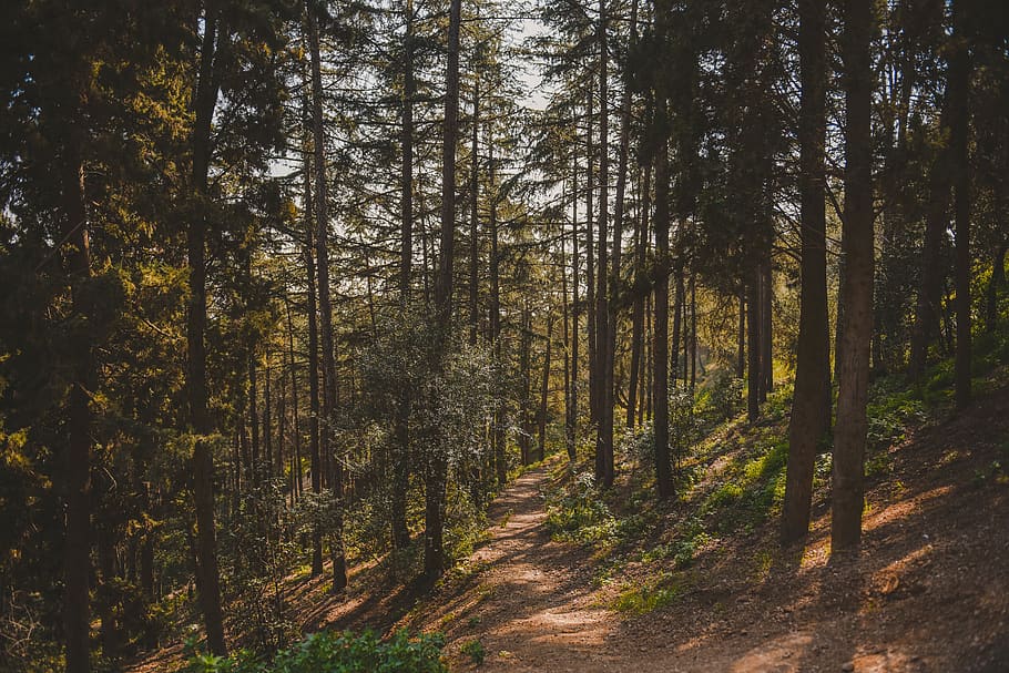 green trees, forest, plant, land, tranquility, woodland, growth HD wallpaper