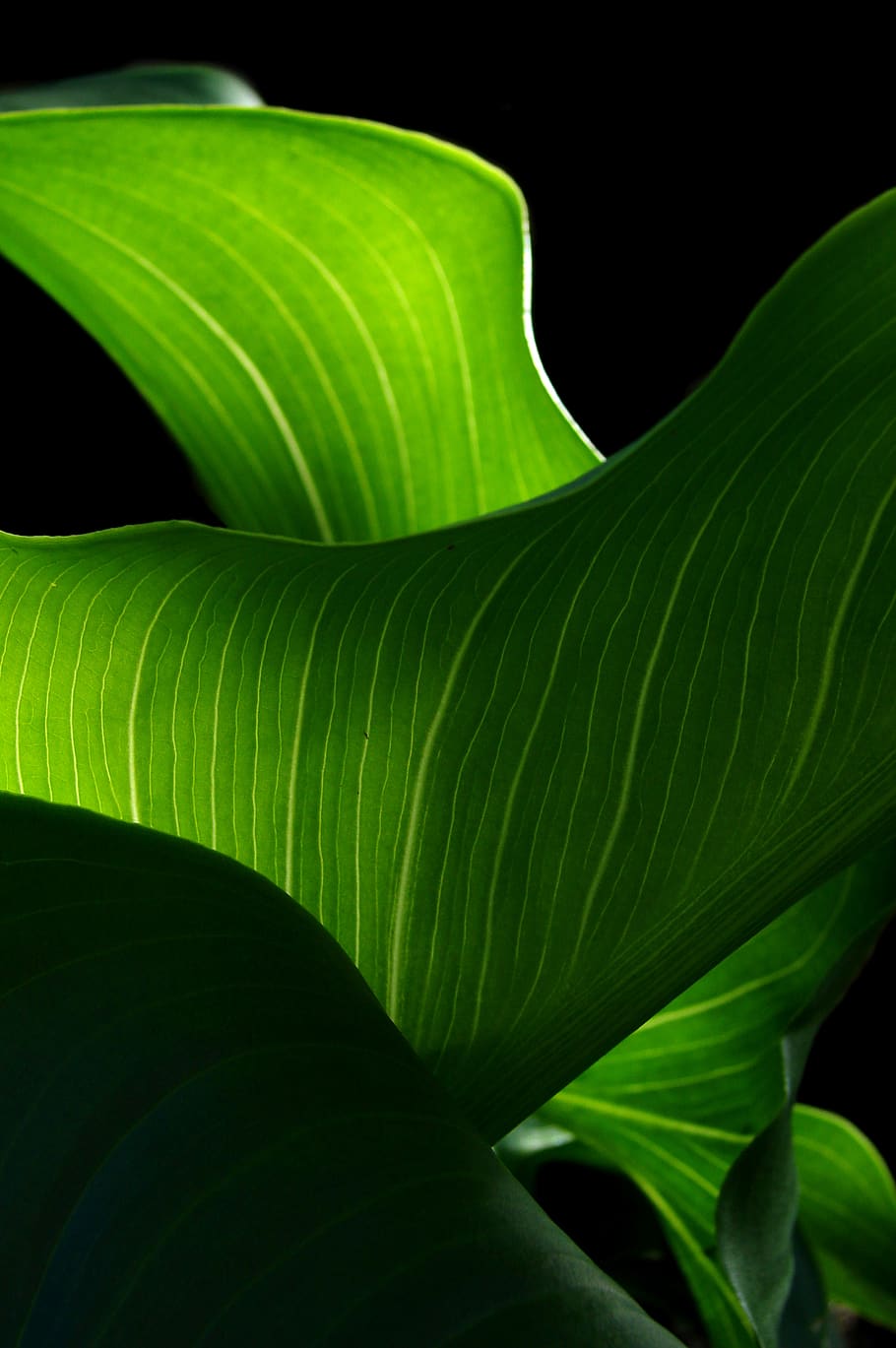 green leaf, plant, veins, crystal, texture, fern, flower, blossom HD wallpaper