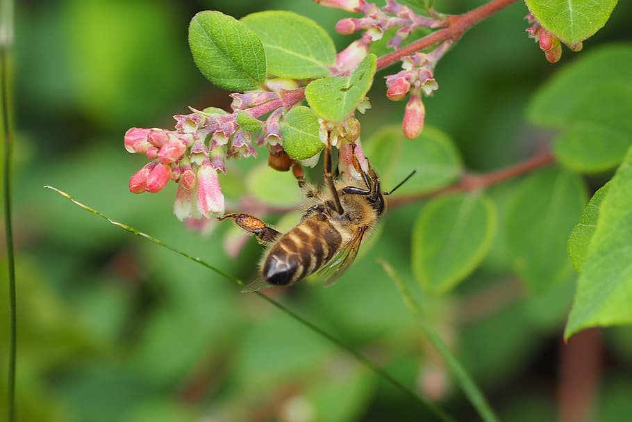 bee, macro, nature, flower, blossom, bloom, summer, honey bee, HD wallpaper