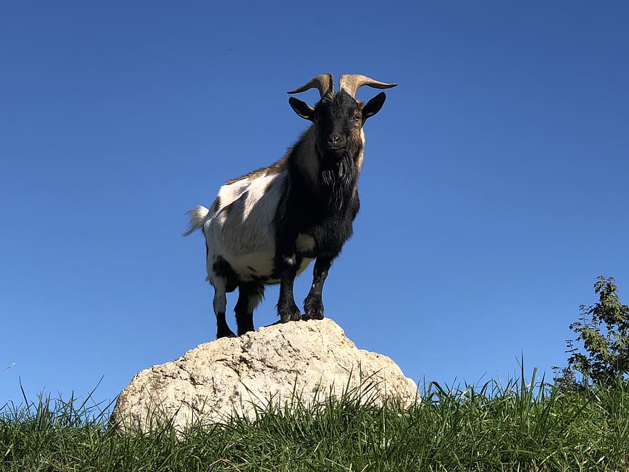 billy goat, animal, horns, bock, livestock, horned, domestic goat, HD wallpaper