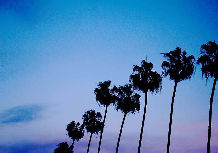 sunrise, sunset, tree, trees, palm trees, sky, minimal, simple HD wallpaper