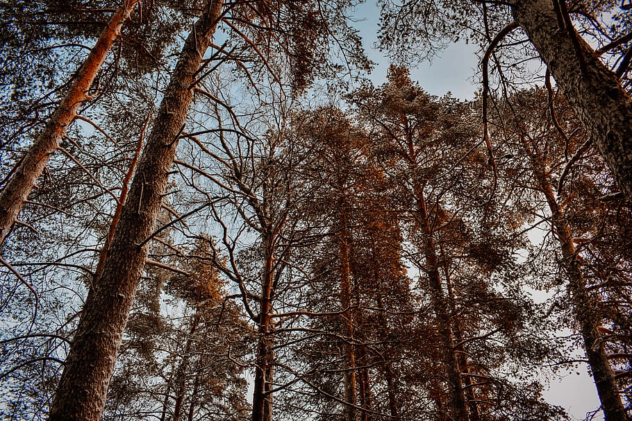 Low Angle Photography Of Trees, forest, low angle shot, perspective HD wallpaper