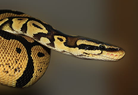 Brown Python, ball python, macro, python regius, snake, reptile HD wallpaper