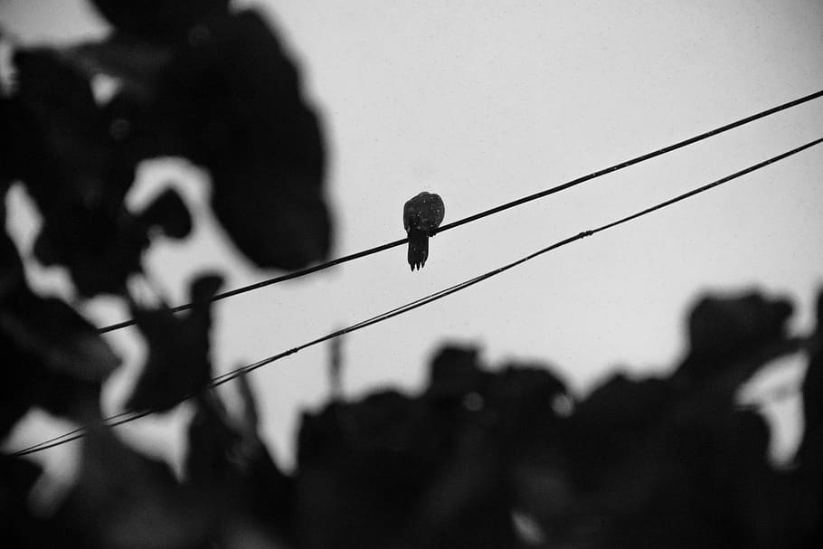 rain, alone, nature, animal wildlife, animal themes, wire, focus on foreground HD wallpaper