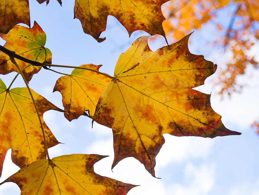 fall, leaves, tree, leaf, plant part, autumn, change, nature HD wallpaper