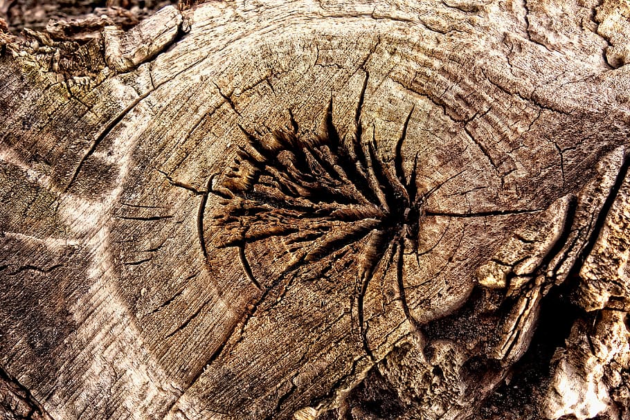wood, log, old, cracked, growth ring, split, grain, pattern