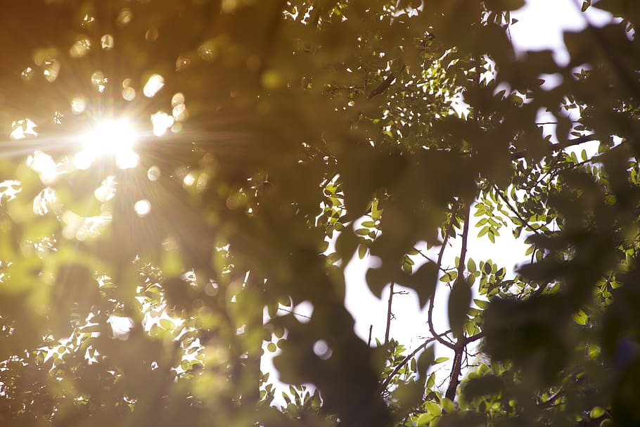 tree, summer, sunshine, goldenhour, plant, sunlight, growth HD wallpaper