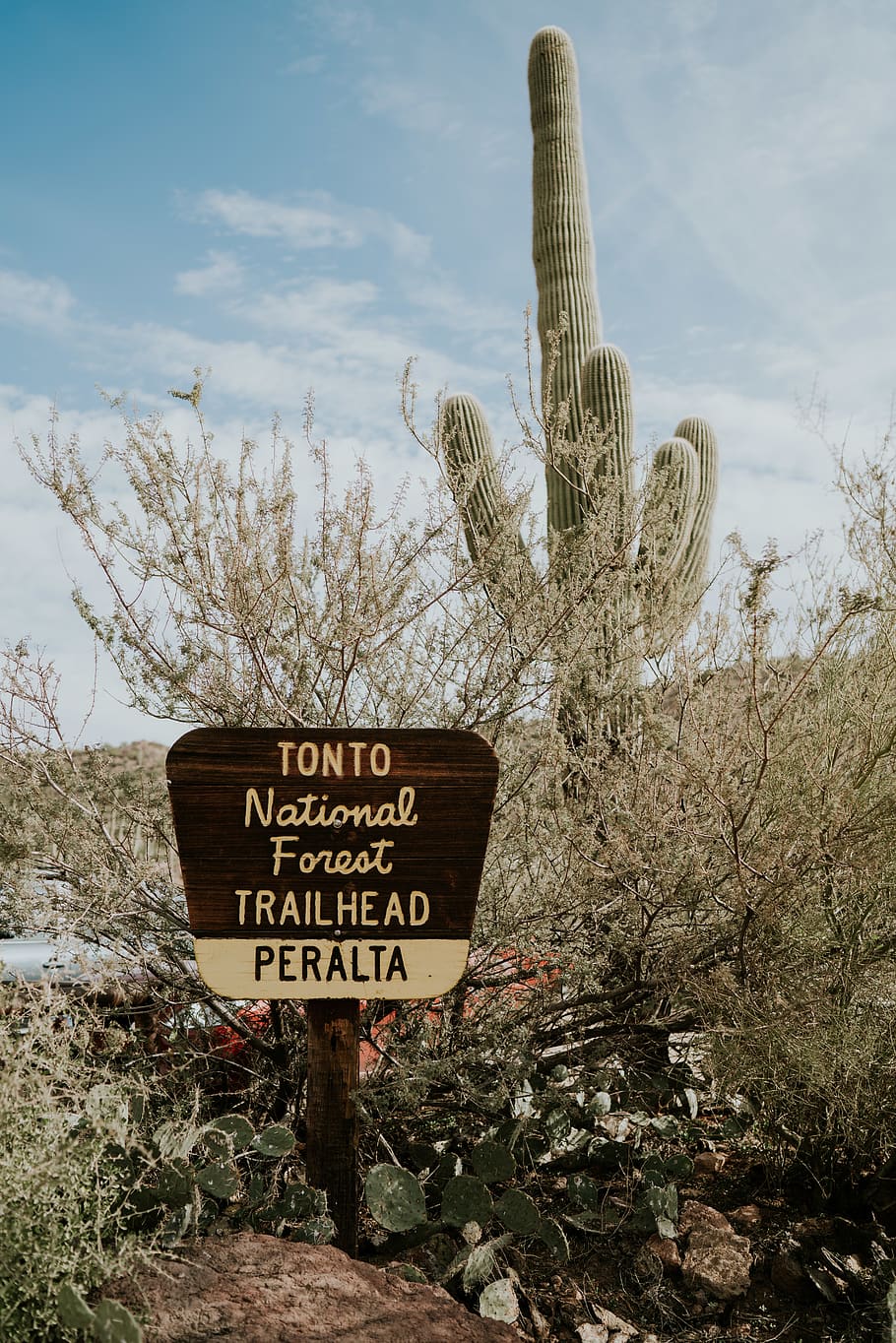 brown signboard, plant, outdoors, cactus, nature, tree, fir, abies HD wallpaper