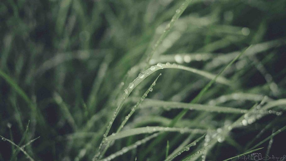 grass, green, light, vsco, gm1, lumix, photo, plant, growth HD wallpaper