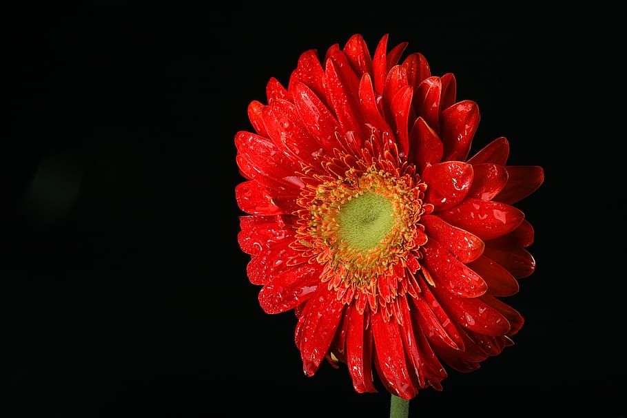 gerbera, flower, red, love, decoration, flora, background, petal HD wallpaper