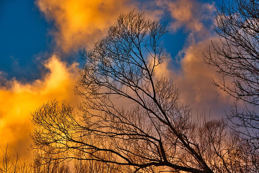 sunset, tree, scenic, romantic, beautiful, orange, atmospheric HD wallpaper