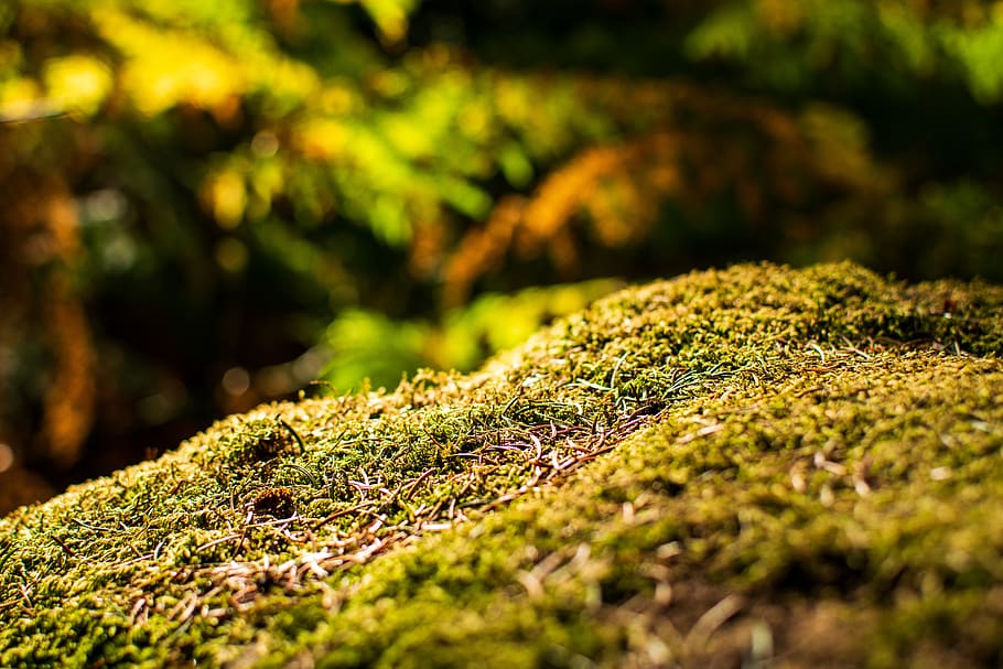 thicket, landscape, summer, autumn, grass, yellow, hell, deep HD wallpaper