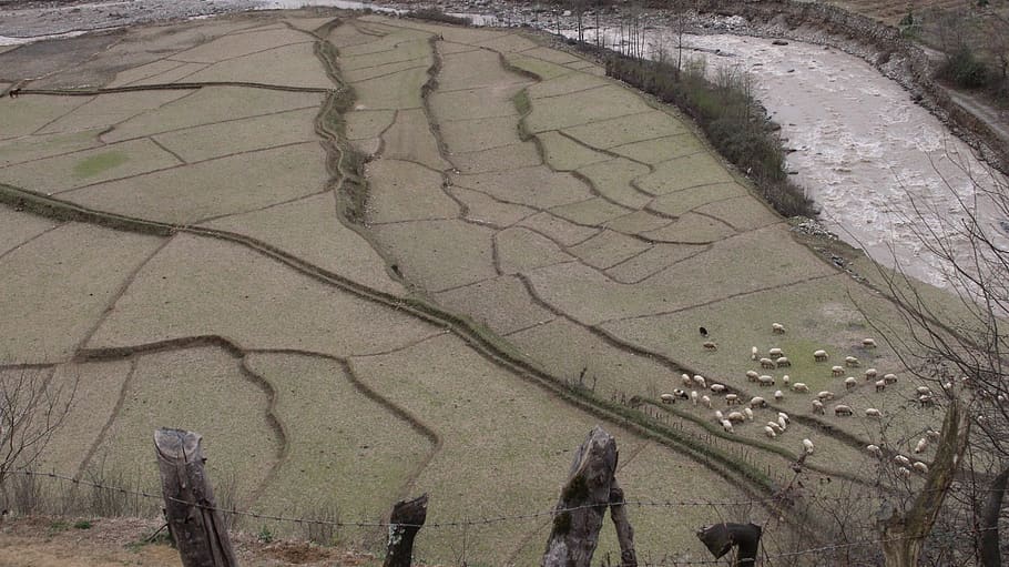 rice field, river, sheeps, green, trees, no people, high angle view HD wallpaper