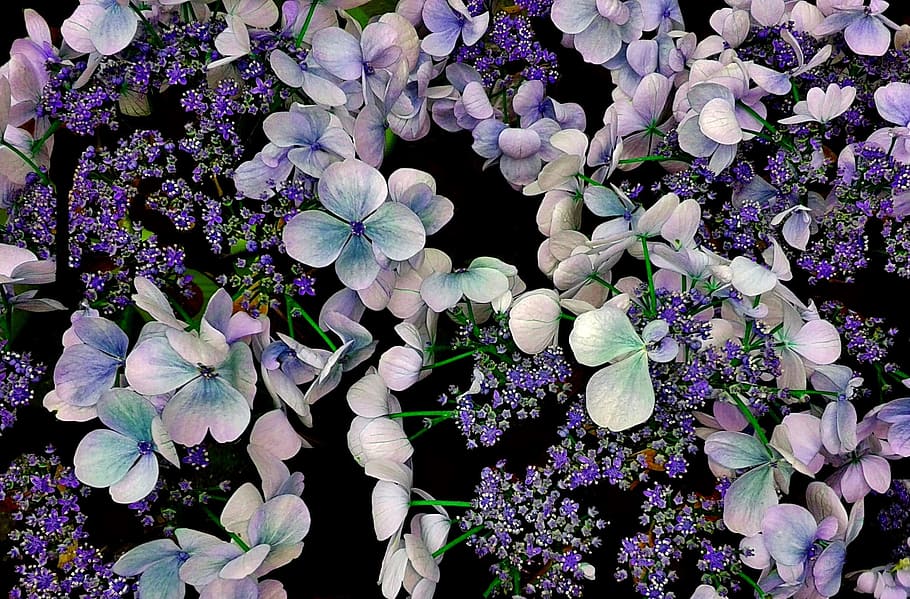 hydrangea, flower, nature, garden, fresh, fragrance, blooming HD wallpaper