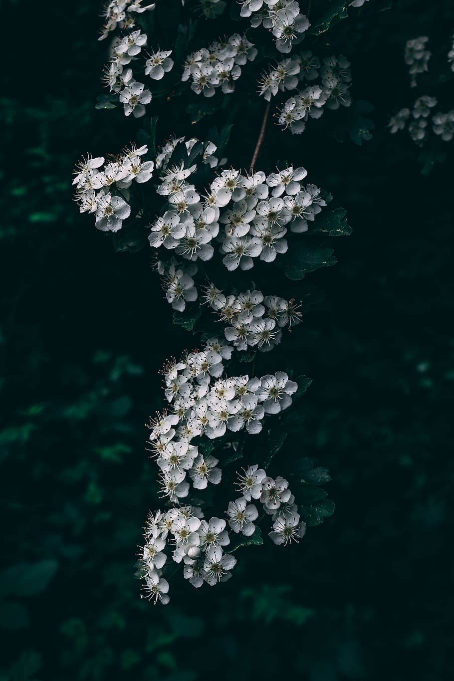 white petaled flower, blossom, plant, flora, apiaceae, tree, lich HD wallpaper
