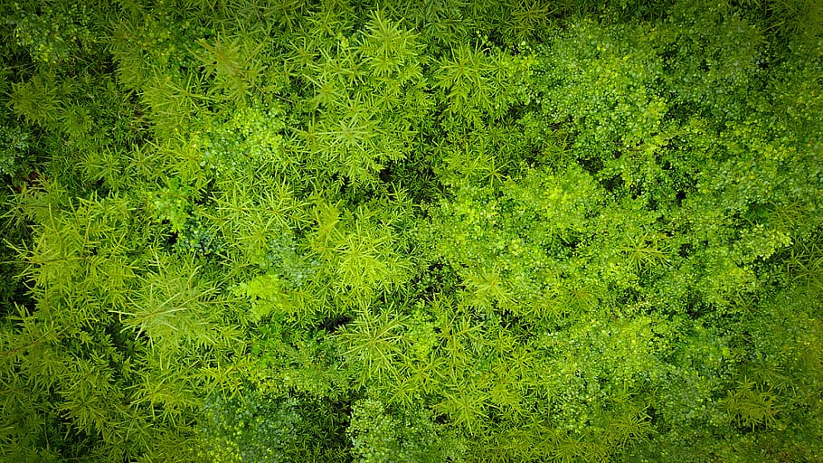 czechia, green color, plant, full frame, backgrounds, nature HD wallpaper