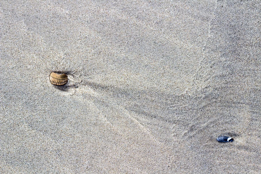 gray sand, nature, outdoors, clam, animal, sea life, seashell HD wallpaper