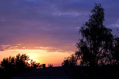 russia, omsk, sunset, sky, tree, cloud - sky, plant, beauty in nature HD wallpaper