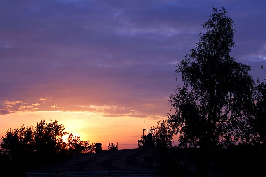russia, omsk, sunset, sky, tree, cloud - sky, plant, beauty in nature HD wallpaper