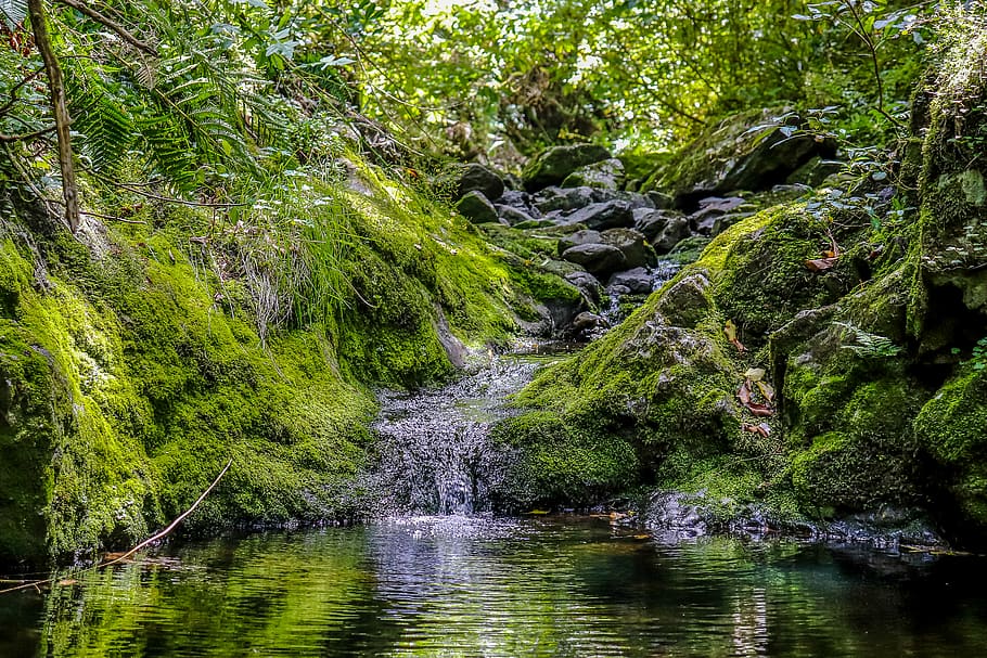 waterfalls surrounded plants, tree, beauty in nature, forest HD wallpaper