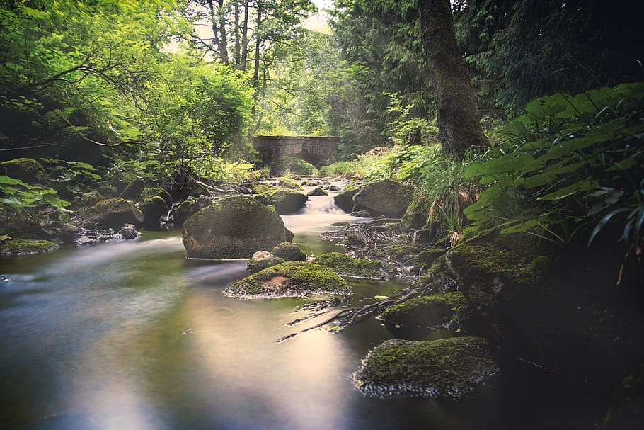 the bode, bodetal, braunlage, forest, nature, resin, landscape HD wallpaper