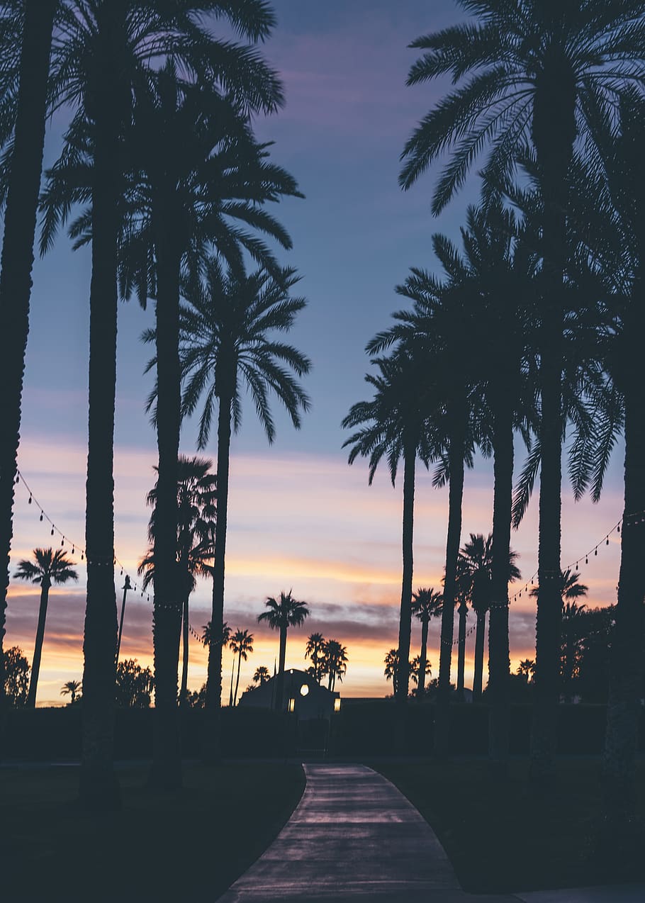 tree, coconut, silhouette, sunset, clouds, sky, street, grass HD wallpaper