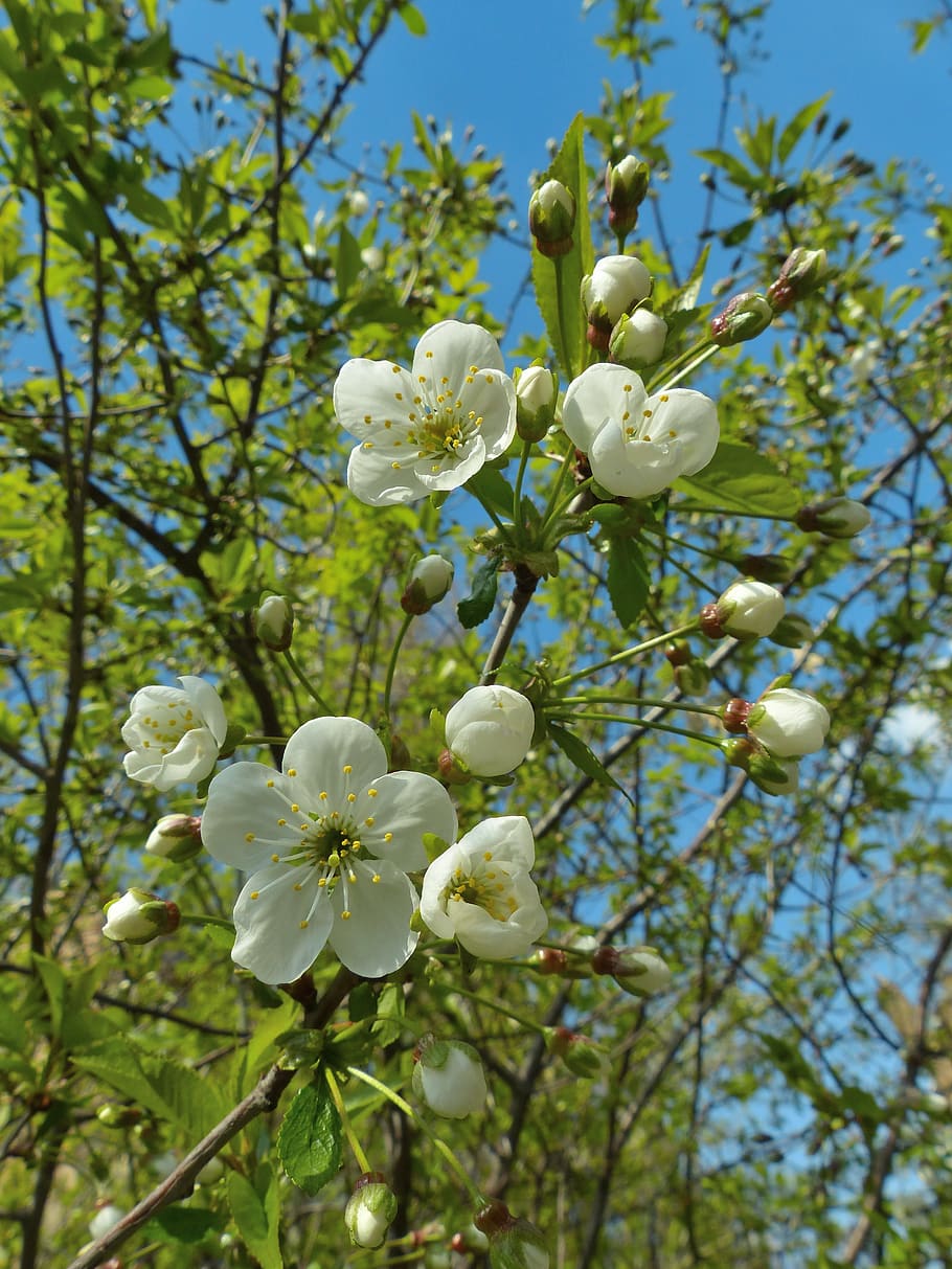 spring, bloom, flowers, white, plant, tree, cherry, mood, flora HD wallpaper