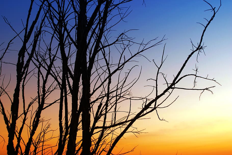 Silhouette Of Withered Tree During Sunset, backlit, dawn, dry HD wallpaper