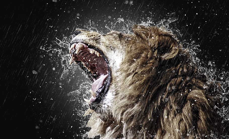 lion, roar, tooth, predator, fangs, big cat, wild animal, king of the beasts