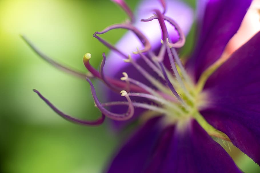 flower, purple, pollen, bloom, petals, plant, beauty in nature HD wallpaper
