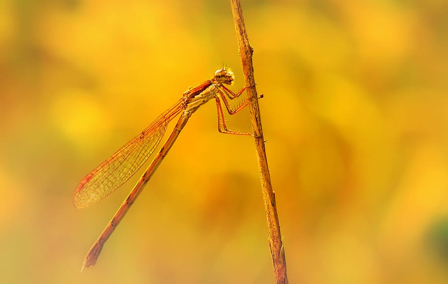 brown dragonfly, insect, animal, anisoptera, invertebrate, yellow HD wallpaper