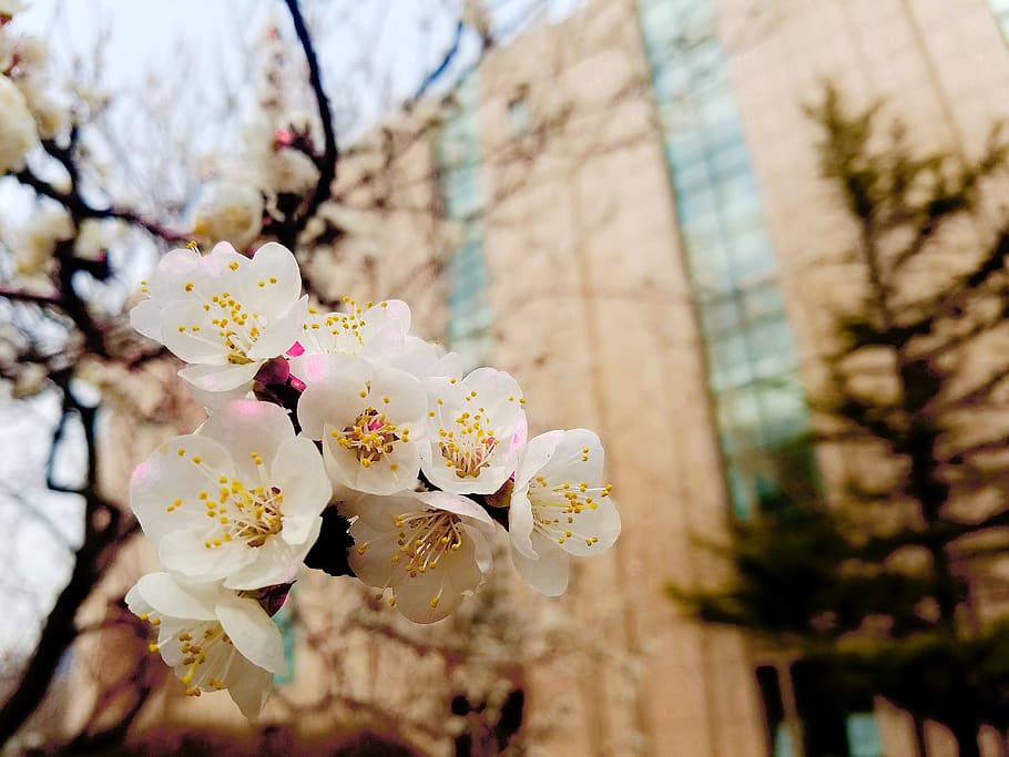 flowering plant, tree, freshness, growth, fragility, blossom HD wallpaper