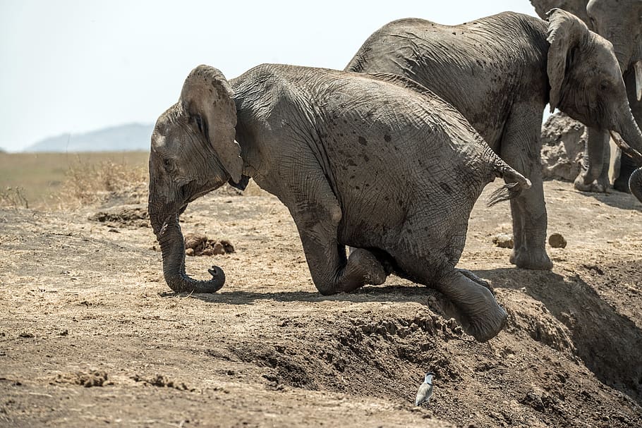 elephant climbing the mountain, animal, wildlife, mammal, kenya HD wallpaper