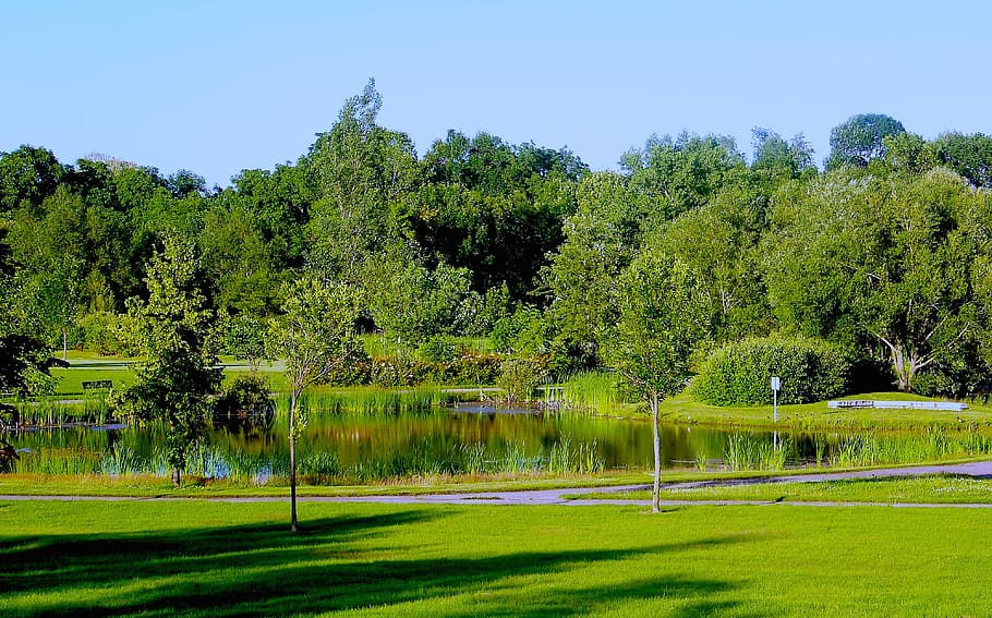 tree, plant, green color, grass, tranquility, beauty in nature HD wallpaper