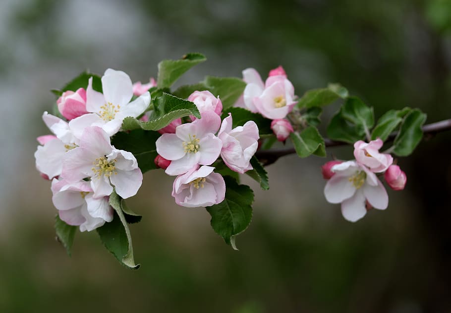 flowers, pink, casey, tree, spring, plants, bloom, flowering plant HD wallpaper