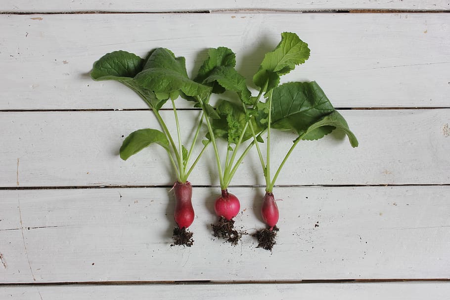 three turnips, leaf, food and drink, plant part, freshness, vegetable HD wallpaper