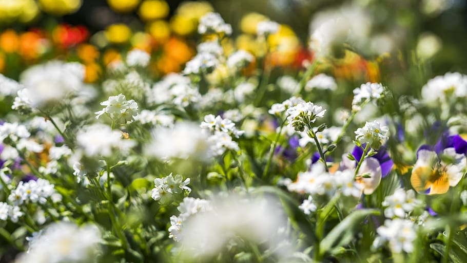 White and Purple Flower Field, bed, bloom, blooming, blossom HD wallpaper