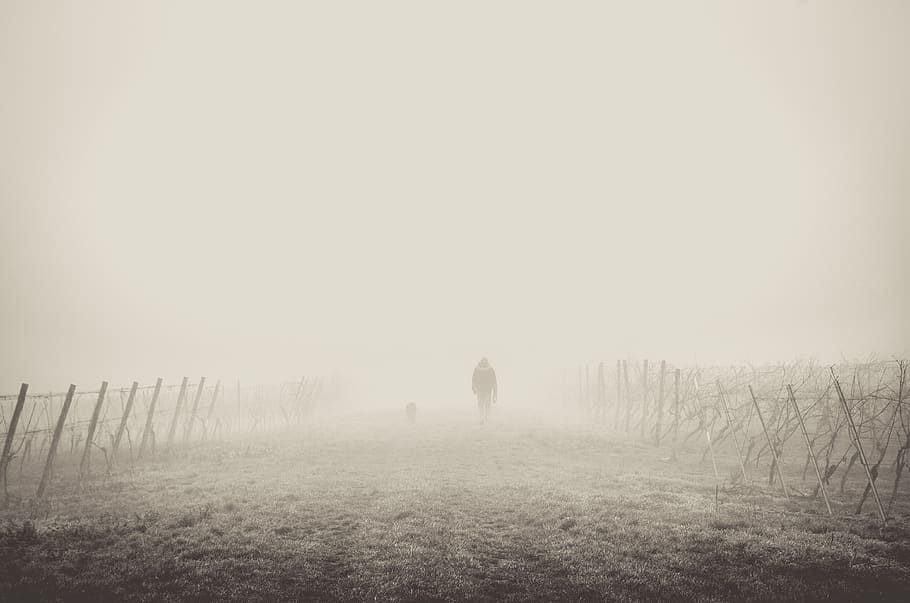 fog, path, hiking, hiker, walking, mist, fences, land, nature HD wallpaper
