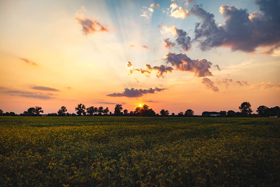 Silhouette of Trees during Sunset, clouds, field, lawn, meadow HD wallpaper