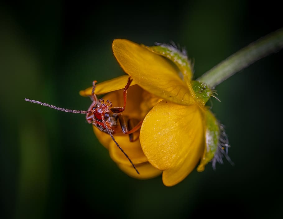 Close Up Photo of Red Insect on Yellow Petaled Flower, animal HD wallpaper