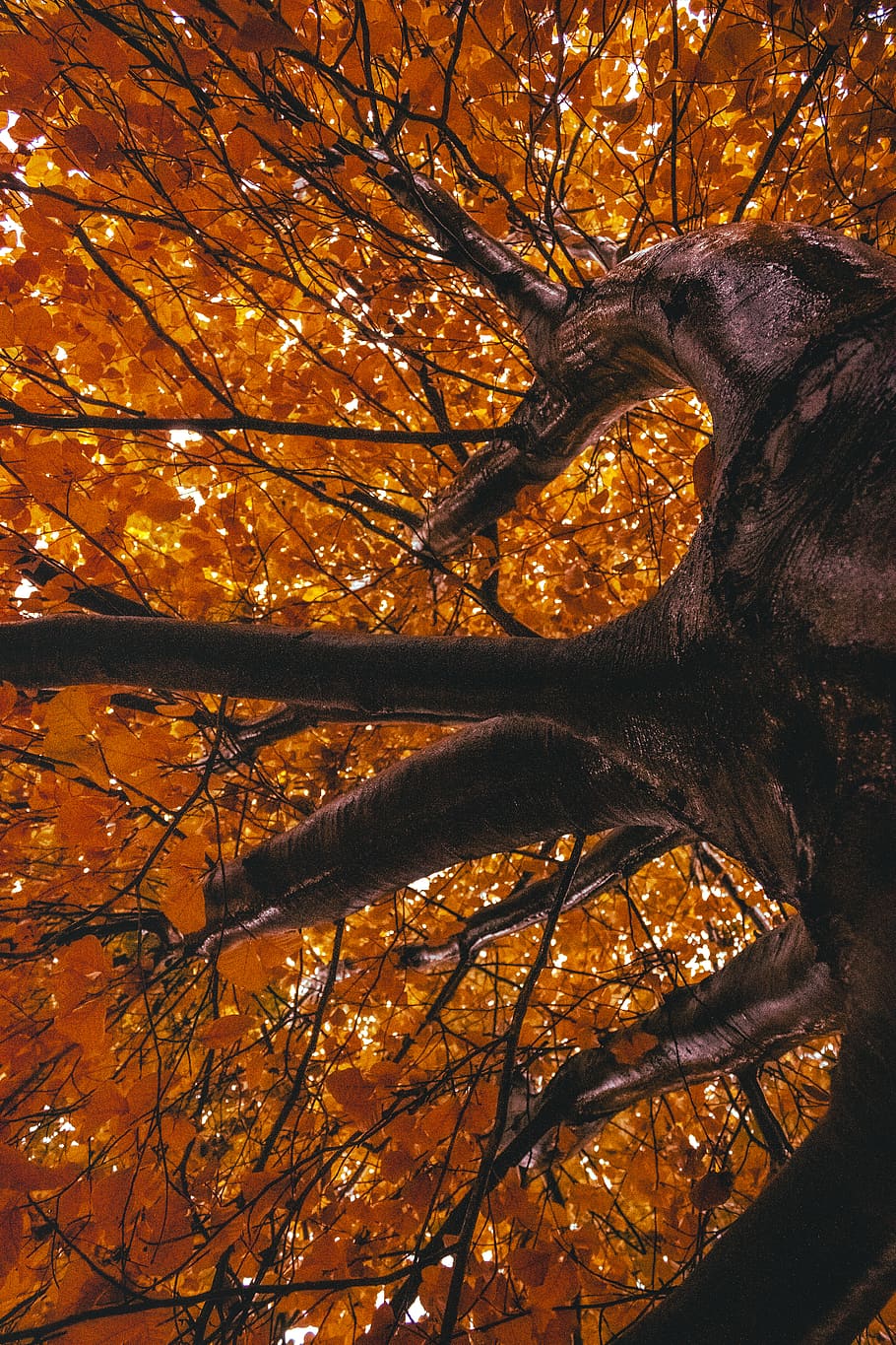 Maple Tree, bark, branches, bright, close-up, color, daylight HD wallpaper