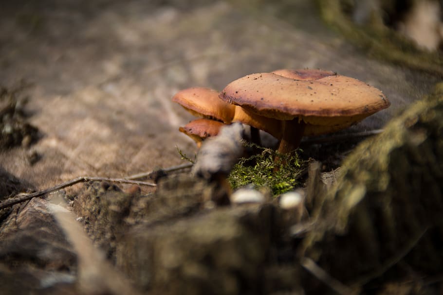 moss, mushroom, forest, trunk, tree, macro, fungus, vegetable HD wallpaper