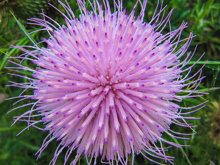 flower, nature, weed, macro, purple, texture, bloom, flowering plant HD wallpaper