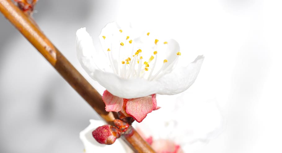 tree, flower, white, apricot, nature, fresh, freshness, close-up HD wallpaper
