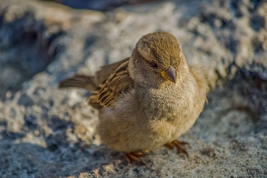 sparrow, nature, bird, wildlife, outdoors, animal, fauna, sitting HD wallpaper