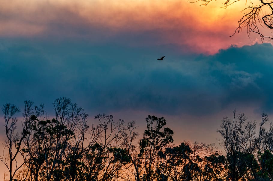 clouds, flying, bird, silhouette, trees, sunset, nature, animal HD wallpaper