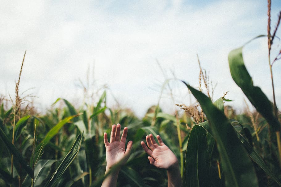hand, palm, corn, field, farm, green, plants, human body part HD wallpaper