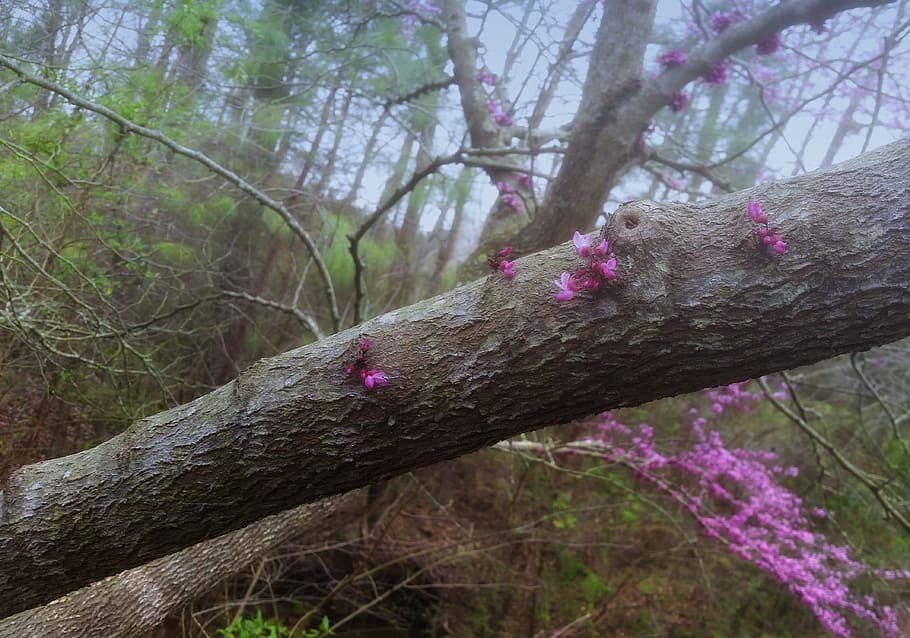 tree, redbud, spring, plant, tree trunk, nature, land, forest, HD wallpaper